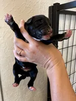 Brindle Boy 2, a male Irish Wolfadoodle for sale in Marlow, OK – 2 of 5