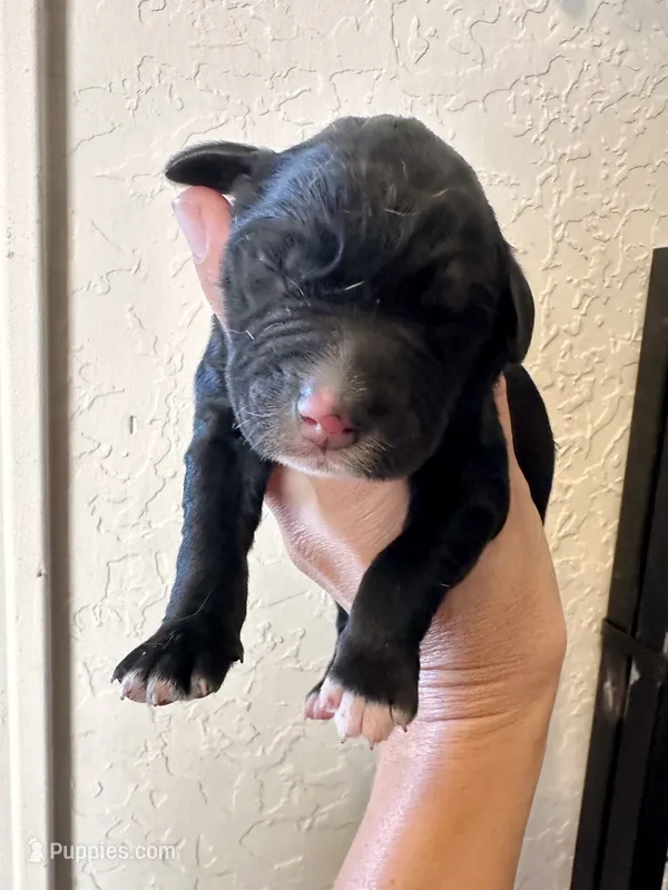 Boy 4 – Irish Wolfadoodle puppy for sale in Marlow, OK