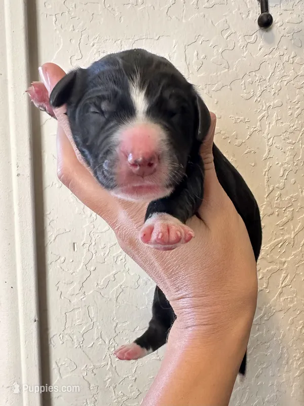Boy 3 – Irish Wolfadoodle puppy for sale in Marlow, OK