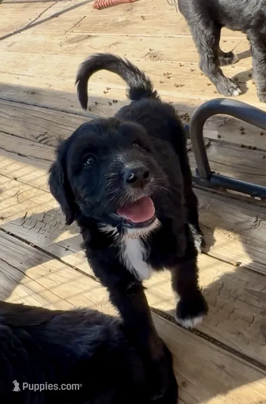 Boy 4 – Irish Wolfadoodle puppy for sale in Marlow, OK