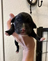 Brindle Boy 2, a male Irish Wolfadoodle for sale in Marlow, OK – 1 of 5