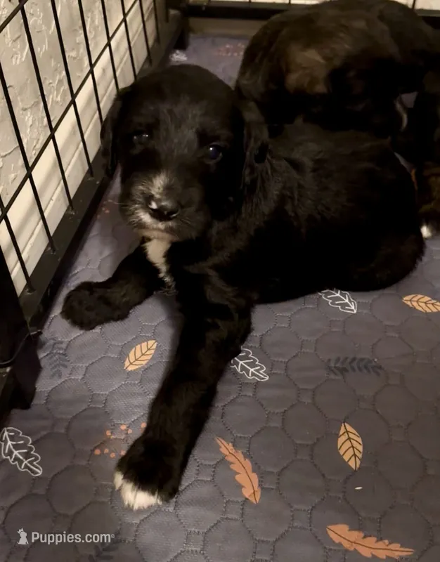 Boy 4 – Irish Wolfadoodle puppy for sale in Marlow, OK