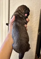 Brindle boy 1, a male Irish Wolfadoodle for sale in Marlow, OK – 2 of 5