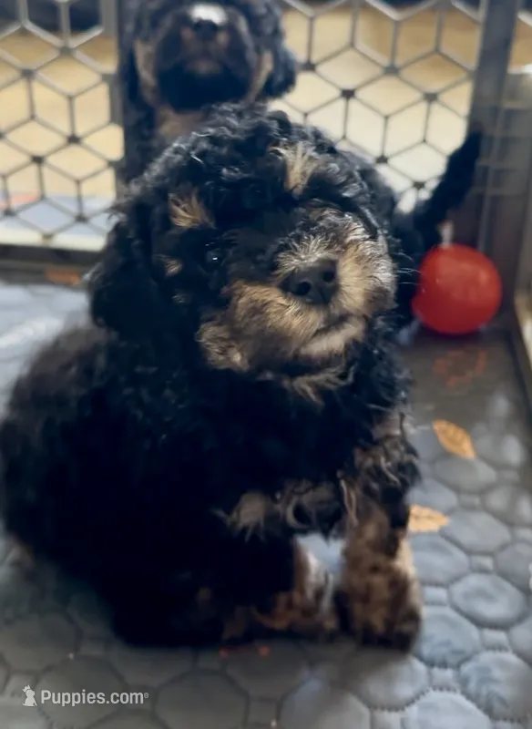 Mini Bernedoodle girl 2 – Miniature Bernedoodle puppy for sale in Marlow, OK