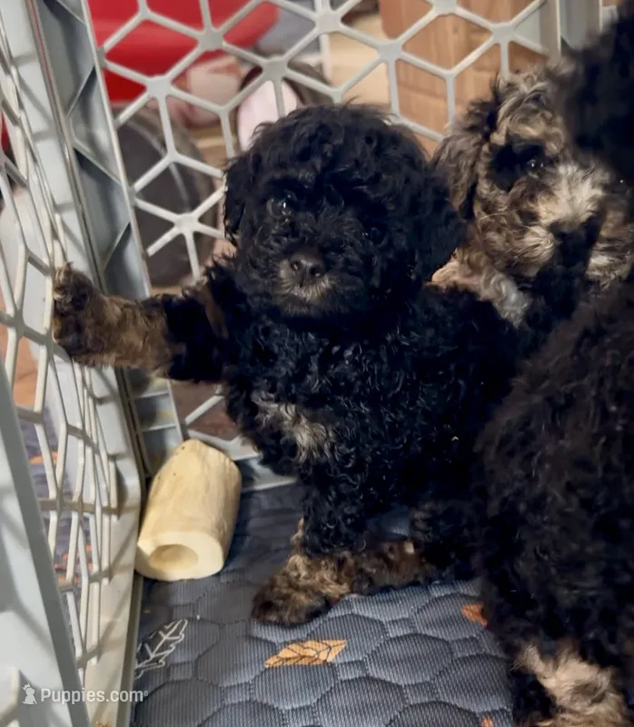 Mini Bernedoodles girl 1 – Miniature Bernedoodle puppy for sale in Marlow, OK