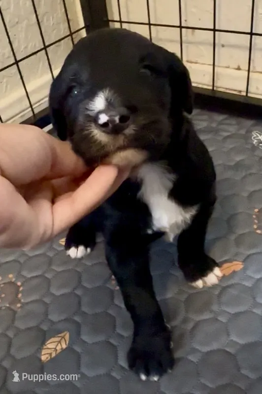 Boy 4 – Irish Wolfadoodle puppy for sale in Marlow, OK