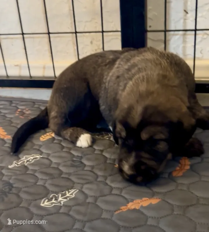 Brindle boy 1 – Irish Wolfadoodle puppy for sale in Marlow, OK