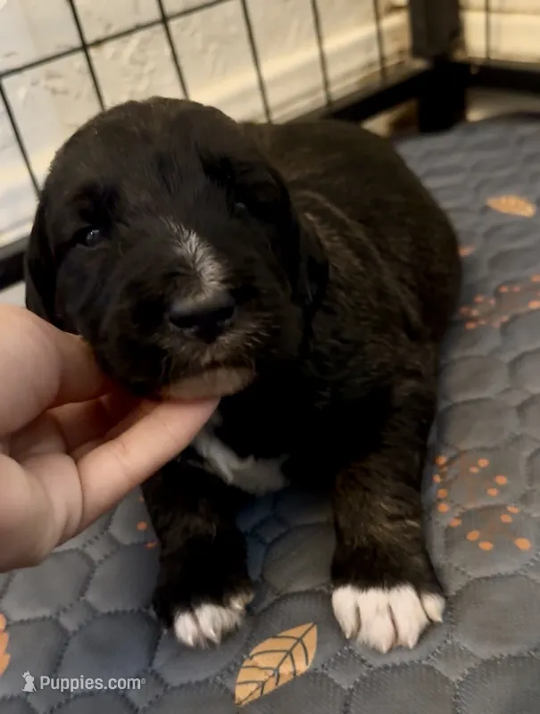 Brindle Boy 2 – Irish Wolfadoodle puppy for sale in Marlow, OK