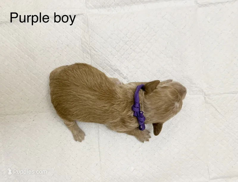 Purple boy  – Poodle - Toy  puppy for sale in Dallas, TX