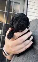 AKC  Toy Poodle  girl, a female Poodle - Toy  for sale in Clever, MO – 1 of 10
