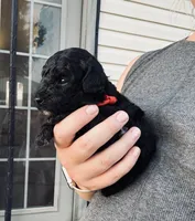 AKC  Toy Poodle  girl, a female Poodle - Toy  for sale in Clever, MO – 3 of 10