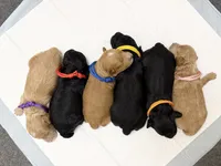 AKC  Toy Poodle , a female Poodle - Toy  for sale in Dallas, TX – 4 of 8