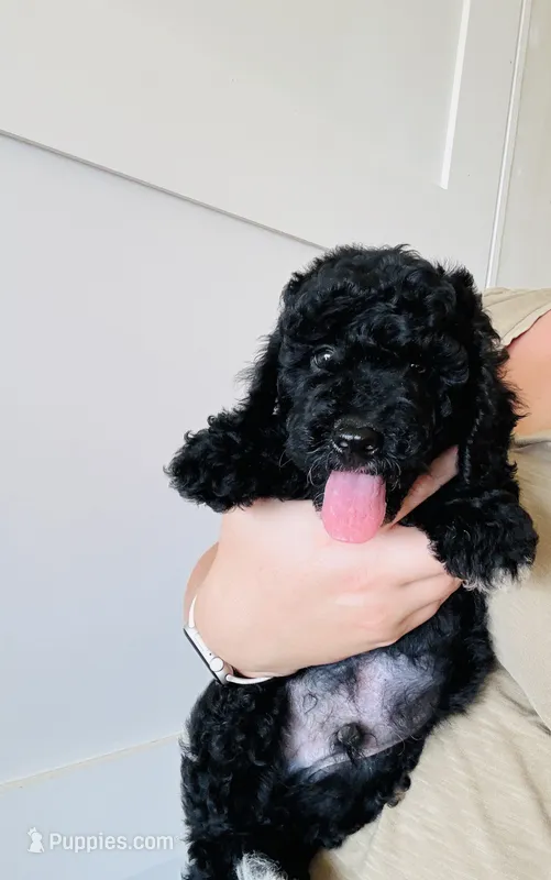 AKC  Toy Poodle  Yellow boy  – Poodle - Toy  puppy for sale in Clever, MO