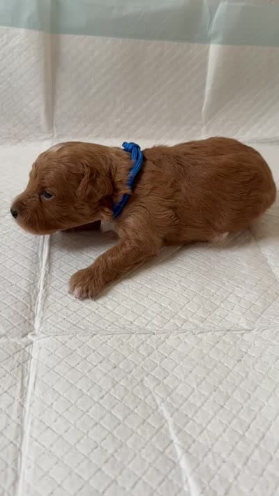 AKC  Toy Poodle , a male Poodle - Toy  for sale in Dallas, TX – 9 of 9