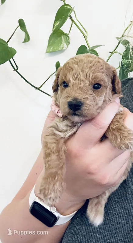 AKC  Toy Poodle  – Poodle - Toy  puppy for sale in Dallas, TX