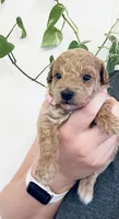 AKC  Toy Poodle , a female Poodle - Toy  for sale in Clever, MO – 1 of 10