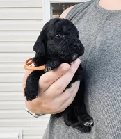 AKC  Toy Poodle , a male Poodle - Toy  for sale in Clever, MO – 2 of 10