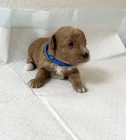 AKC  Toy Poodle , a male Poodle - Toy  for sale in Dallas, TX – 2 of 9