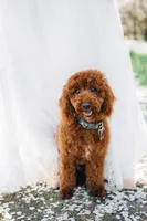 AKC  Toy Poodle , a male Poodle - Toy  for sale in Dallas, TX – 8 of 8