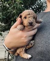 AKC  Toy Poodle boy, a male Poodle - Toy  for sale in Dallas, TX – 3 of 9