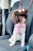 AKC  Toy Poodle , a male Poodle - Toy  for sale in Dallas, TX – 4 of 8