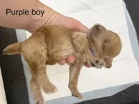 AKC  Toy Poodle , a male Poodle - Toy  for sale in Dallas, TX – 3 of 8