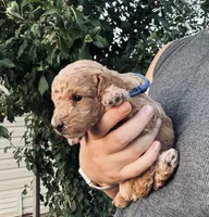 AKC  Toy Poodle boy, a male Poodle - Toy  for sale in Dallas, TX – 2 of 9