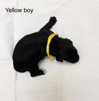 AKC  Toy Poodle  boy , a male Poodle - Toy  for sale in Dallas, TX – 2 of 8