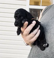 AKC  Toy Poodle , a male Poodle - Toy  for sale in Clever, MO – 4 of 10