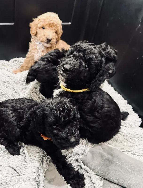 AKC  Toy Poodle  Yellow boy  – Poodle - Toy  puppy for sale in Clever, MO