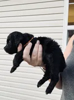 AKC  Toy Poodle , a male Poodle - Toy  for sale in Clever, MO – 3 of 10