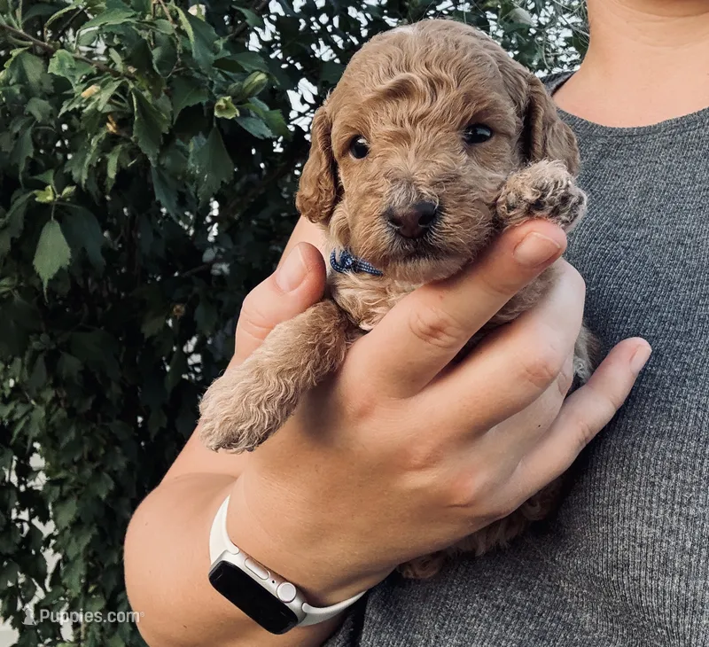 AKC  Toy Poodle boy – Poodle - Toy  puppy for sale in Dallas, TX