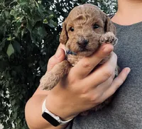 AKC  Toy Poodle boy, a male Poodle - Toy  for sale in Dallas, TX – 1 of 9