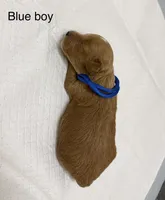 AKC  Toy Poodle , a male Poodle - Toy  for sale in Dallas, TX – 2 of 8