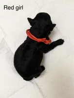 AKC  Toy Poodle  girl, a male Poodle - Toy  for sale in Dallas, TX – 2 of 7