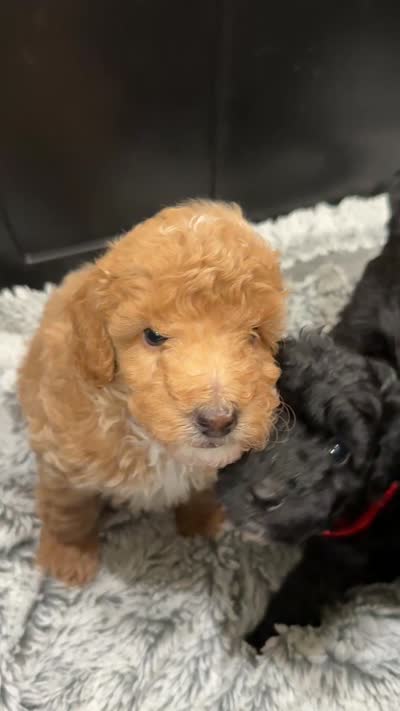 AKC  Toy Poodle  Yellow boy , a male Poodle - Toy  for sale in Clever, MO – 10 of 10