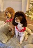 AKC  Toy Poodle , a male Poodle - Toy  for sale in Dallas, TX – 4 of 8