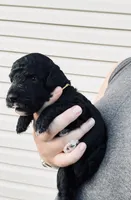 AKC  Toy Poodle  , a male Poodle - Toy  for sale in Dallas, TX – 2 of 9