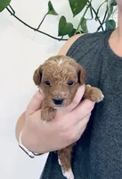 AKC  Toy Poodle , a male Poodle - Toy  for sale in Clever, MO – 2 of 9