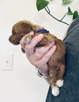 AKC  Toy Poodle , a male Poodle - Toy  for sale in Clever, MO – 3 of 9