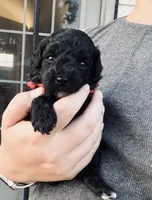AKC  Toy Poodle  girl, a female Poodle - Toy  for sale in Clever, MO – 4 of 10