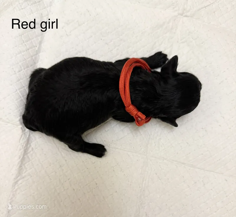 Red girl – Poodle - Toy  puppy for sale in Dallas, TX