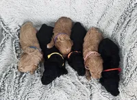 AKC  Toy Poodle boy, a male Poodle - Toy  for sale in Dallas, TX – 4 of 9