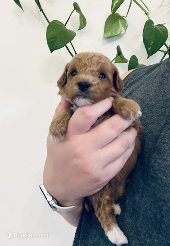 AKC  Toy Poodle  – Poodle - Toy  puppy for sale in Dallas, TX