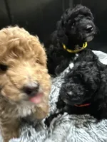AKC  Toy Poodle  Yellow boy , a male Poodle - Toy  for sale in Clever, MO – 4 of 10