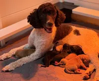 AKC  Toy Poodle , a female Poodle - Toy  for sale in Dallas, TX – 7 of 8