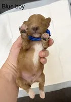 AKC  Toy Poodle , a male Poodle - Toy  for sale in Dallas, TX – 5 of 8