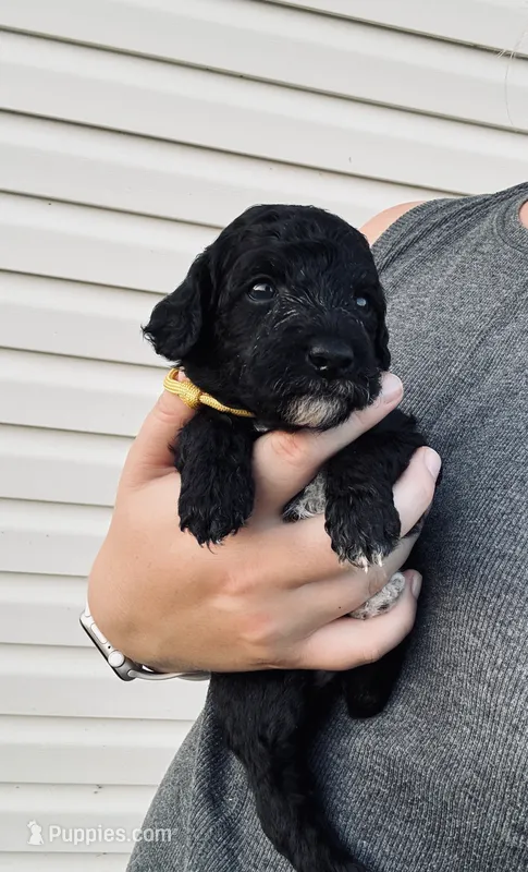 AKC  Toy Poodle   – Poodle - Toy  puppy for sale in Dallas, TX