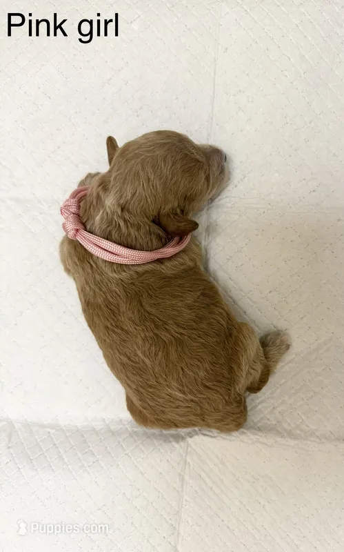 Pink girl  – Poodle - Toy  puppy for sale in Dallas, TX