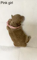 AKC  Toy Poodle , a female Poodle - Toy  for sale in Dallas, TX – 1 of 8